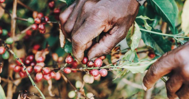 Coffee Production Environment - Faceless black person picking coffee cherries