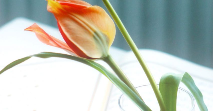 Home Décor - A book with a vase of flowers on top of it